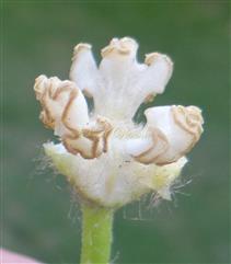  Stamens
